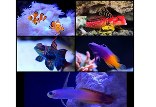 5 Assorted Reef Safe Fish - Premium - Free Shipping Logo