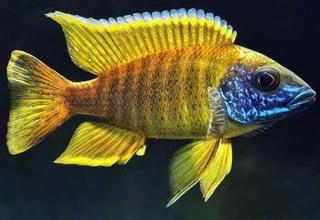 Yellow Sunshine Peacock African Cichlid 2 Inches Logo