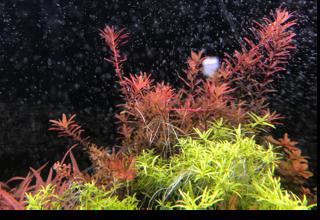 10x Rotala Blood Red Singapore Variant