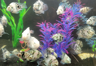 Blue Platinum Polar Hybrids For Sale - Fry, Juveniles, And Adults Available Logo