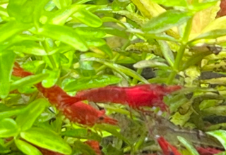Cherry Shrimp Raised In Fish Tank With Aquarium Plants Logo