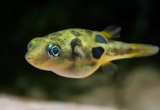 Dwarf Pea Puffer Fish Logo