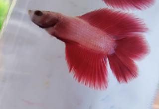 Double Tail Male Betta Fish Young And Beautiful Logo