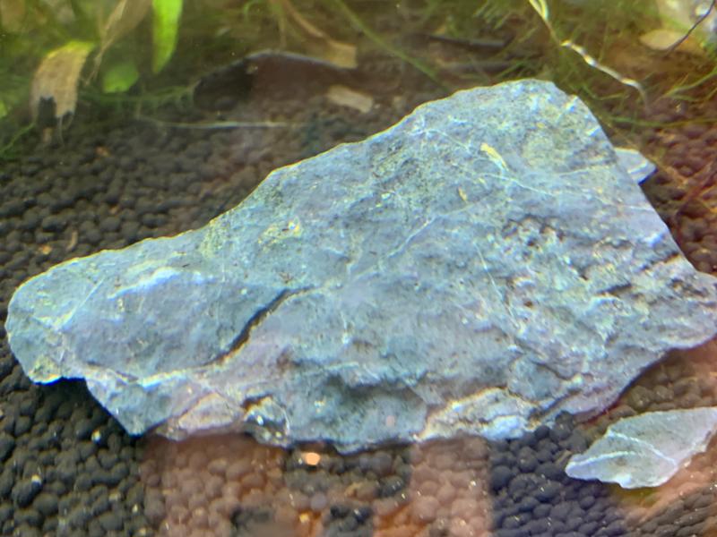 Rocks With Bacteria | Light Fish
