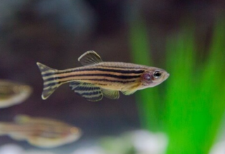 2" Zebra Danios Logo