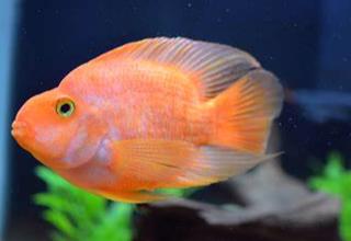 Blood Parrot Cichlid Size Large (4-5 Inches)` Logo