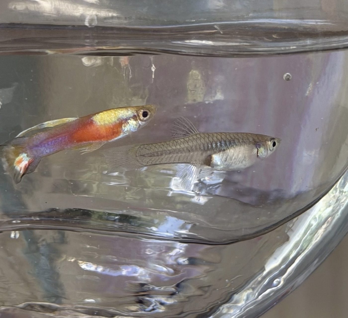 Photo from BrookesFishWorld