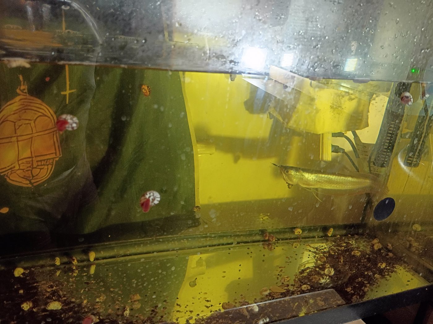 Photo from NOW Tropical Fish