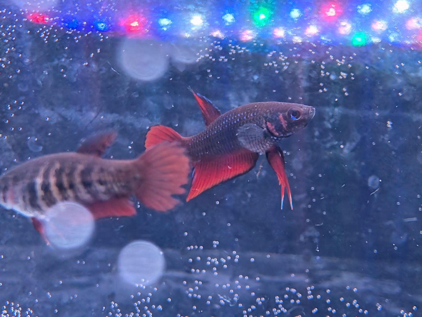 Photo from Lotus Bettas