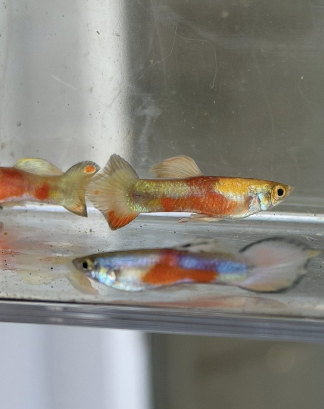 Photo from BrookesFishWorld