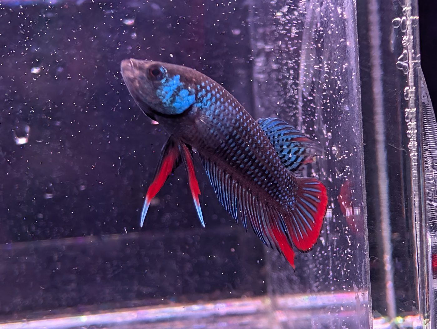 Photo from Lotus Bettas