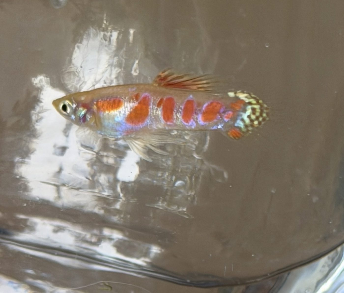 Photo from BrookesFishWorld