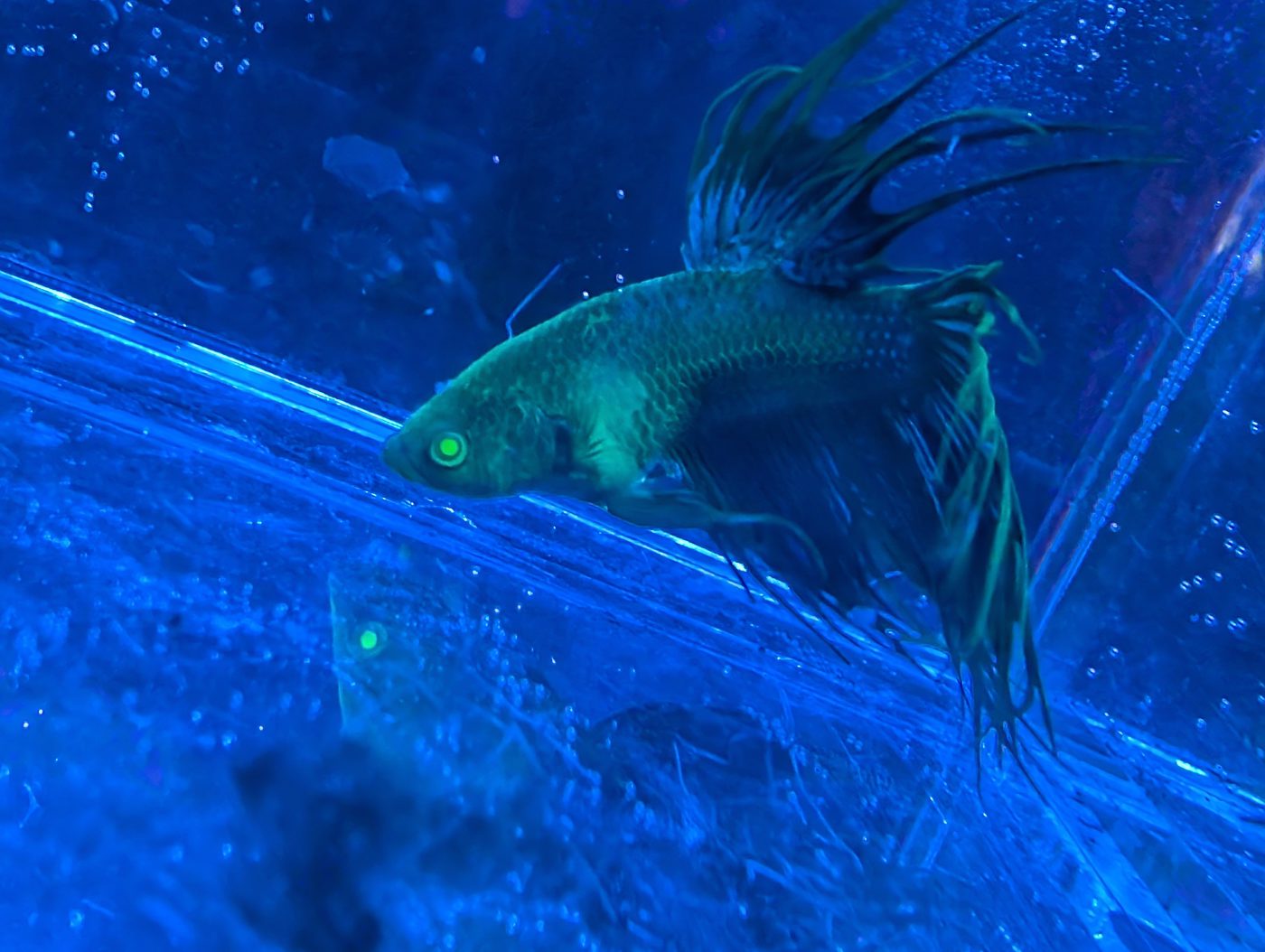 Photo from Lotus Bettas