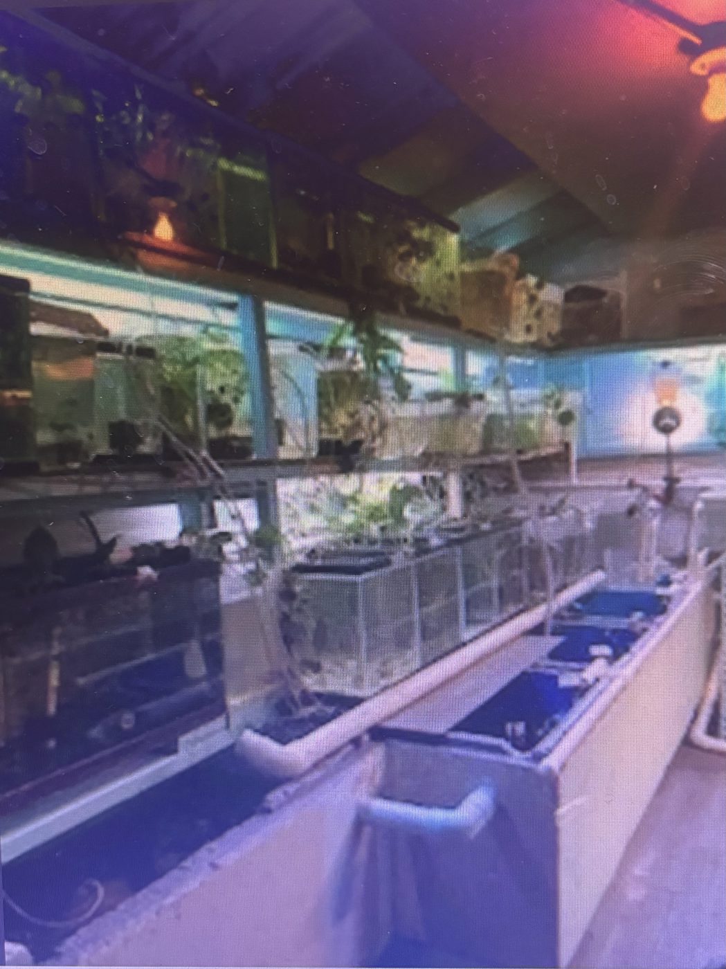 Photo from Tropics Of Tampa