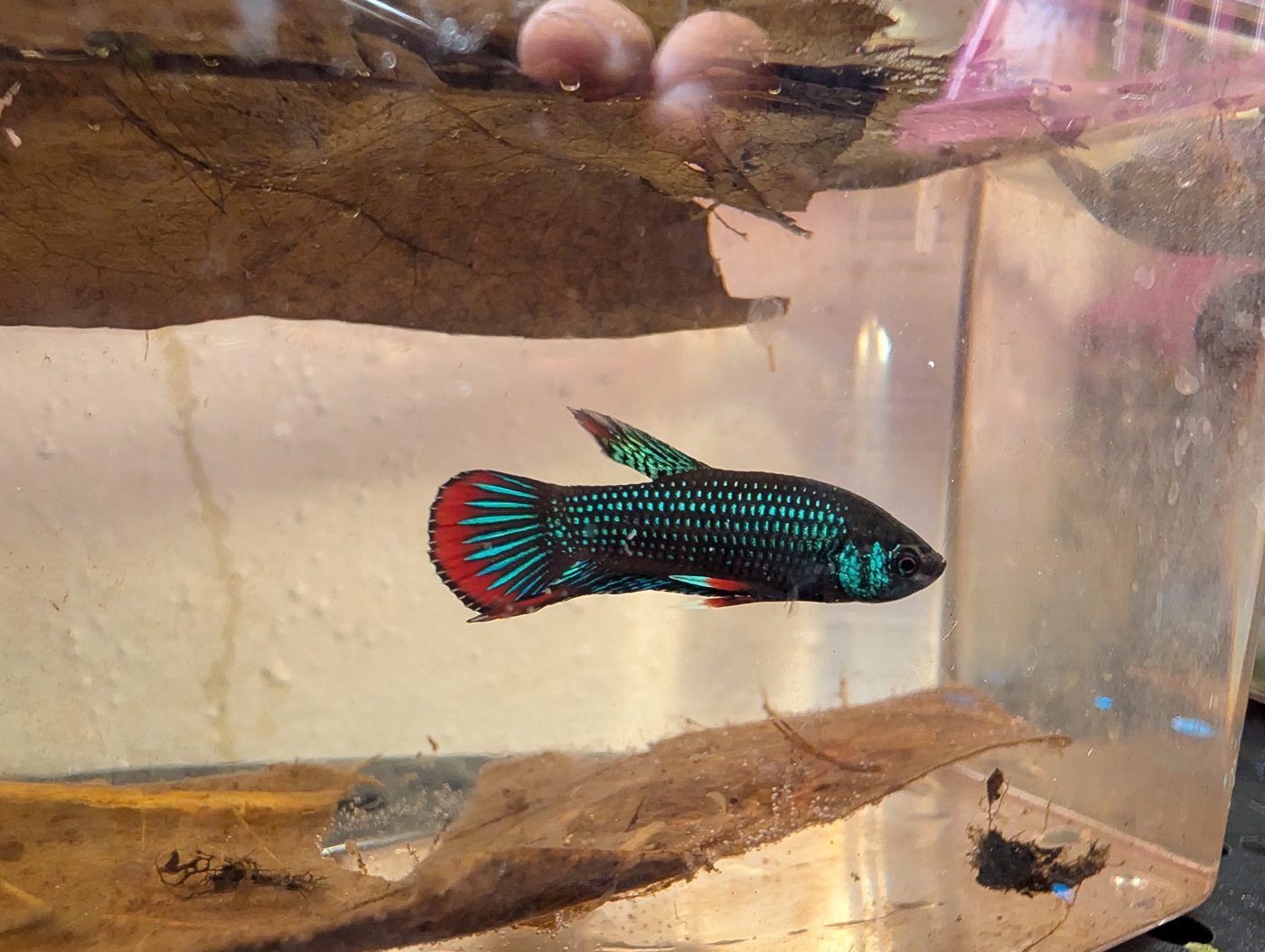 Photo from Lotus Bettas