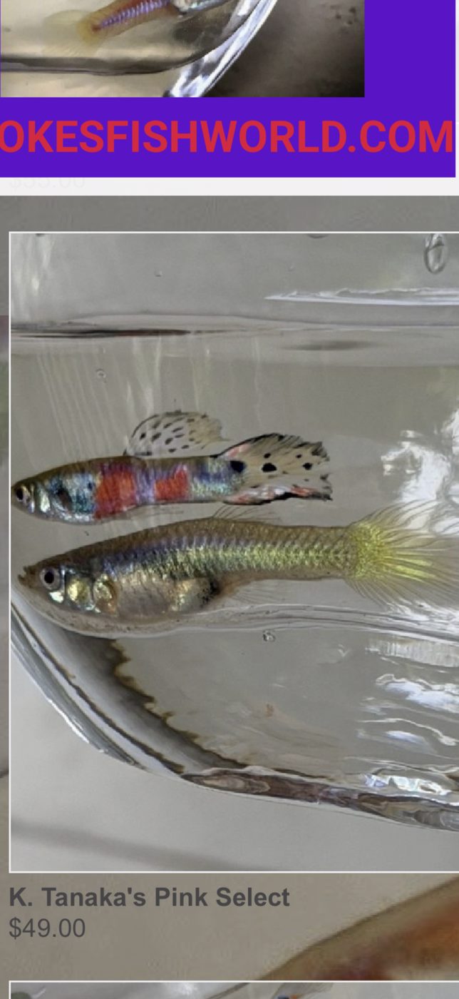 Photo from BrookesFishWorld
