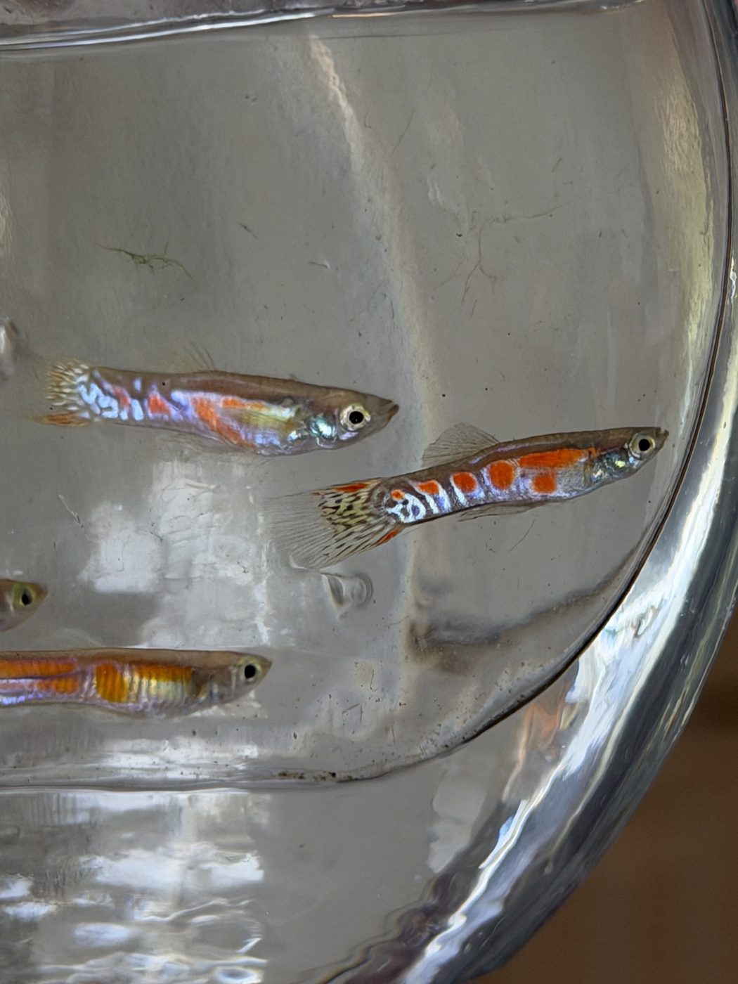 Photo from BrookesFishWorld