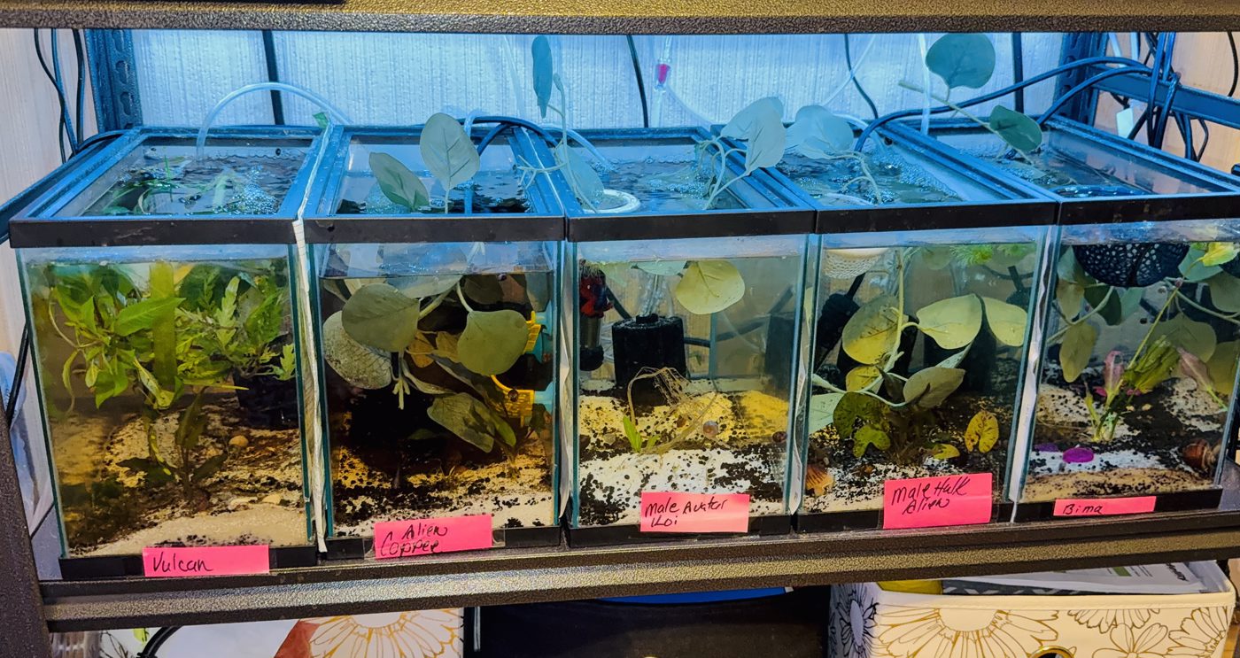 Photo from StormsPremiumBettas
