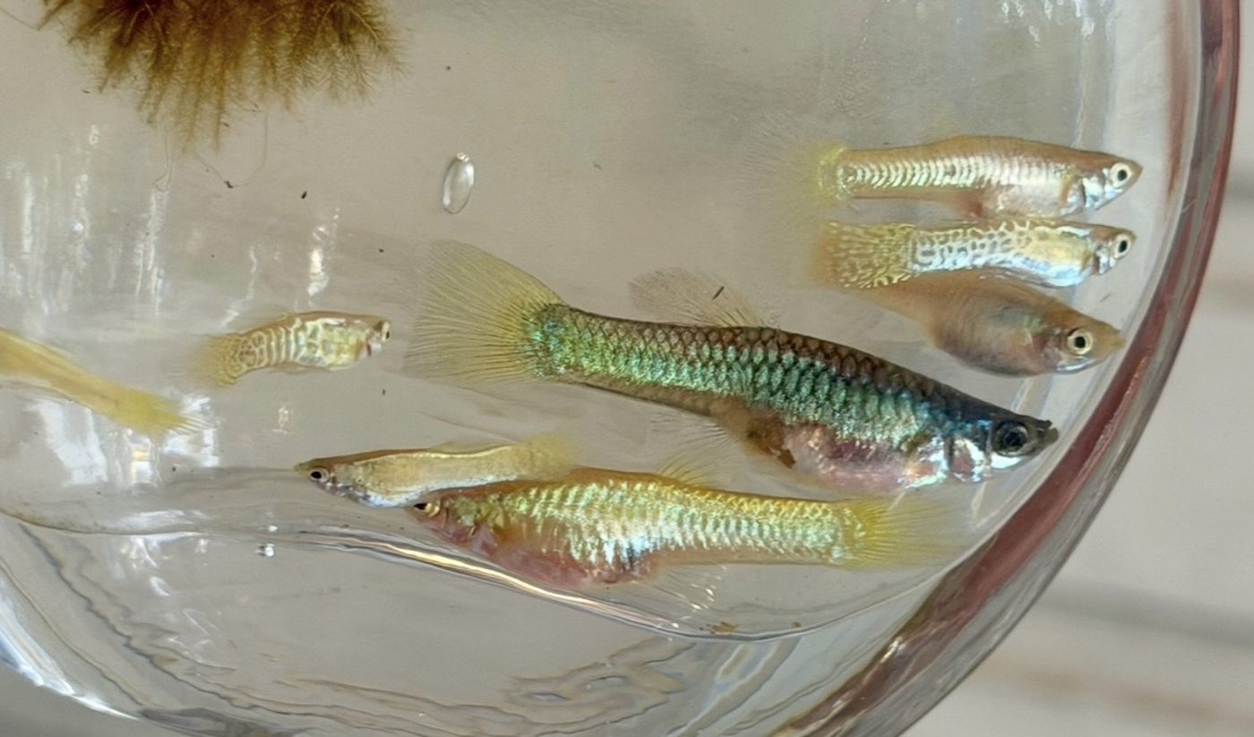 Photo from BrookesFishWorld