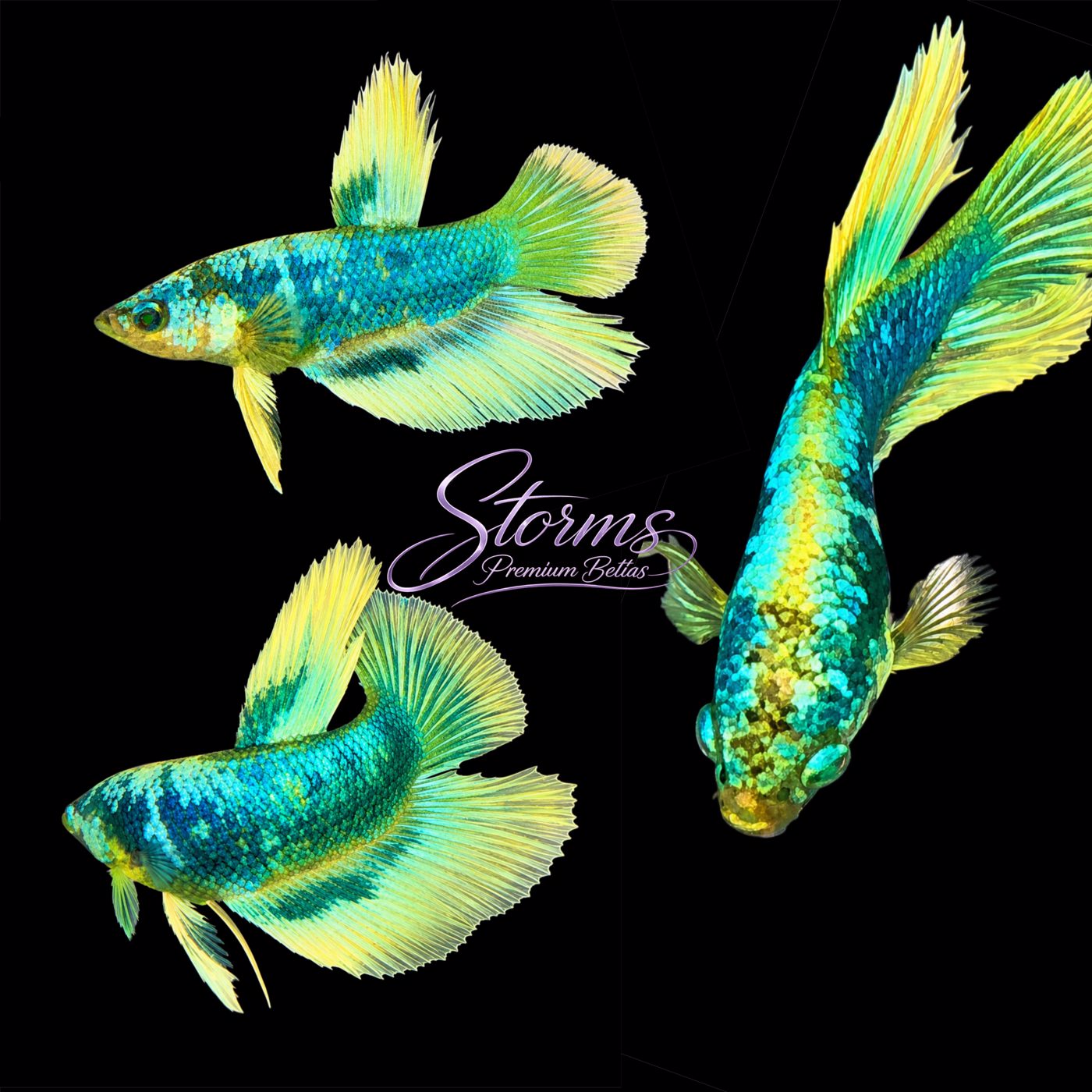 Photo from StormsPremiumBettas