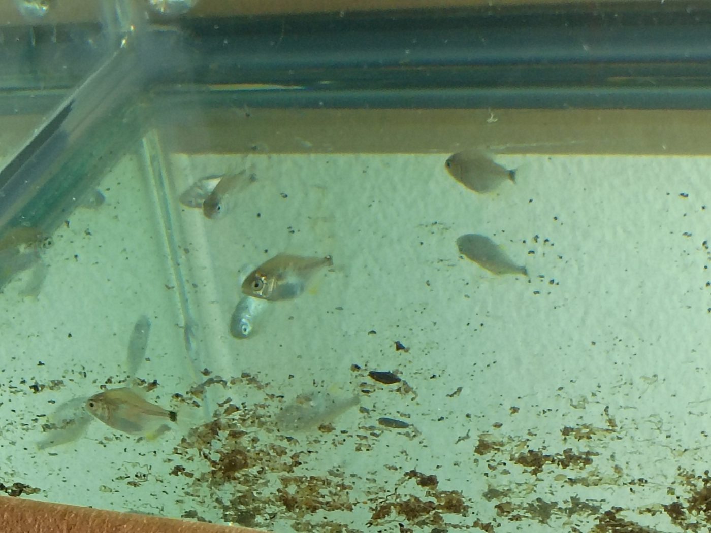 Photo from NOW Tropical Fish