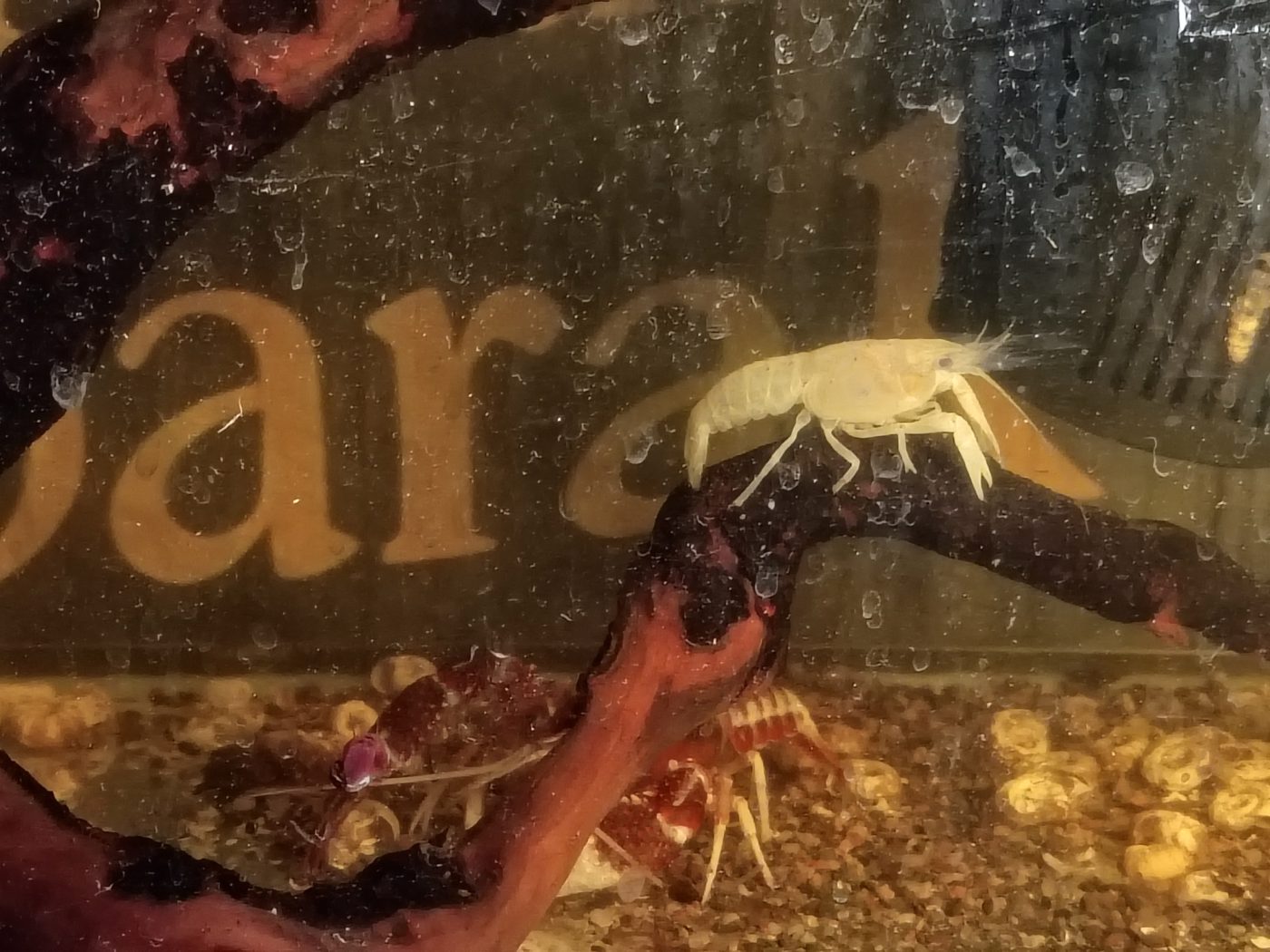 Photo from NOW Tropical Fish
