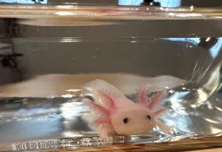 Albino Baby Axies (Axolotls) 2-4 Inches Logo