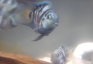 Polar Blue Convict Cichlids Logo
