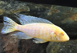 Albino Peacock African Cichlid 2 Inches Logo