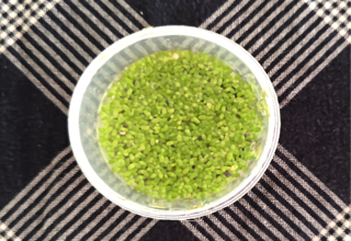 Pk Endlers - Duck Weed (Lemnoideae). One Portion. Logo