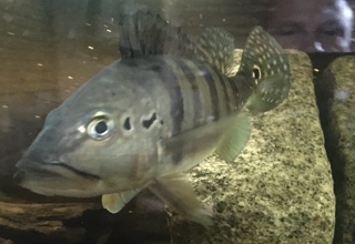 2 Female Peacock Bass About 12 Inches In Length Logo