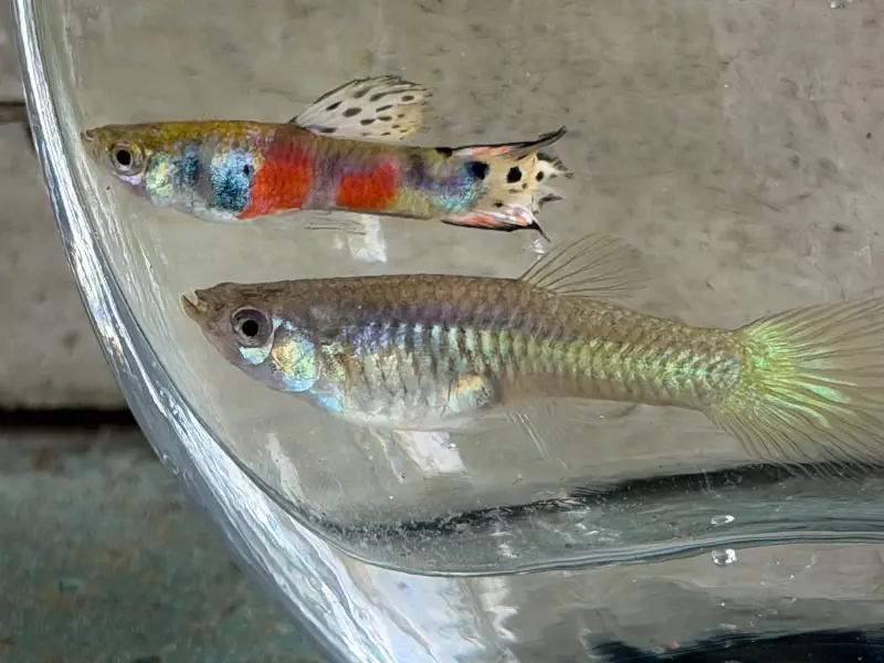 K Tanaka Pink Select guppies 1 pair + extras
