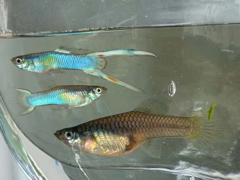 Japan Blue double swordtail one pair + extras