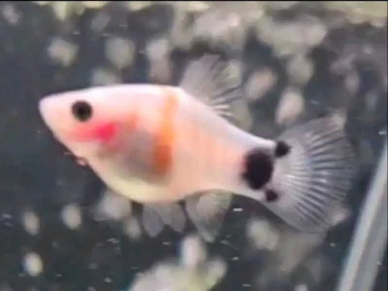 3 PK. Tiger-Striped Mickey Mouse Platy FEMALE ONLY
