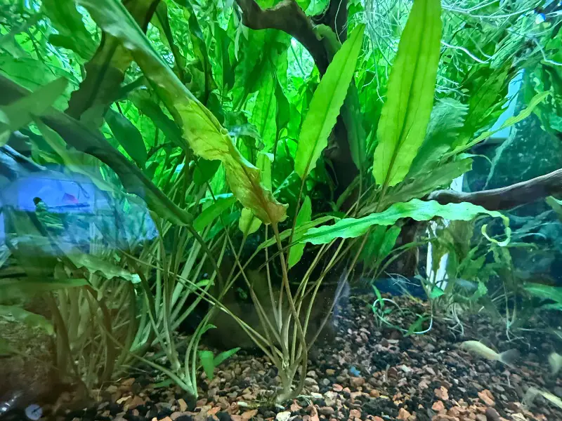 Amazon swords