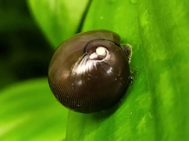 Olive Nerite Snail