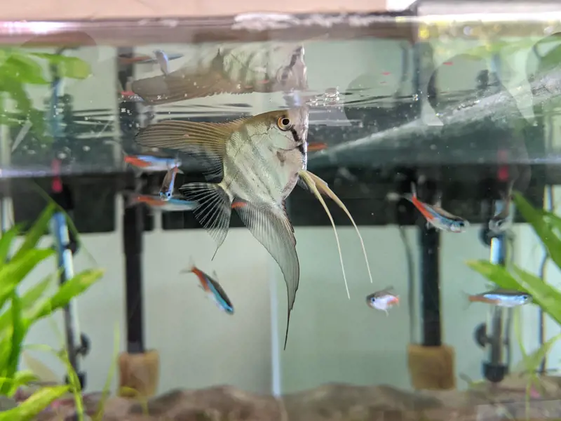 Angel Fish | Light Fish