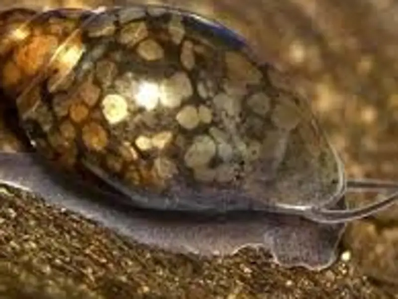 Bladder Snails Light Fish