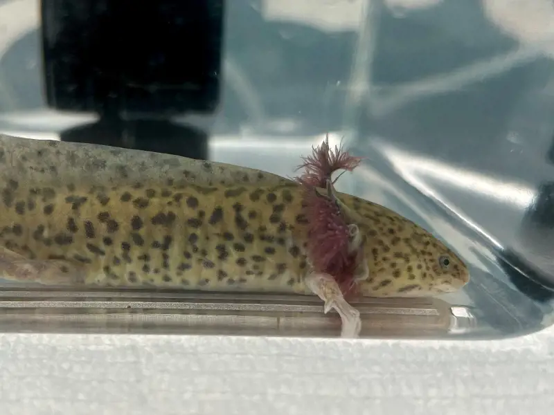 6+ inches Gfp wild type axolotls