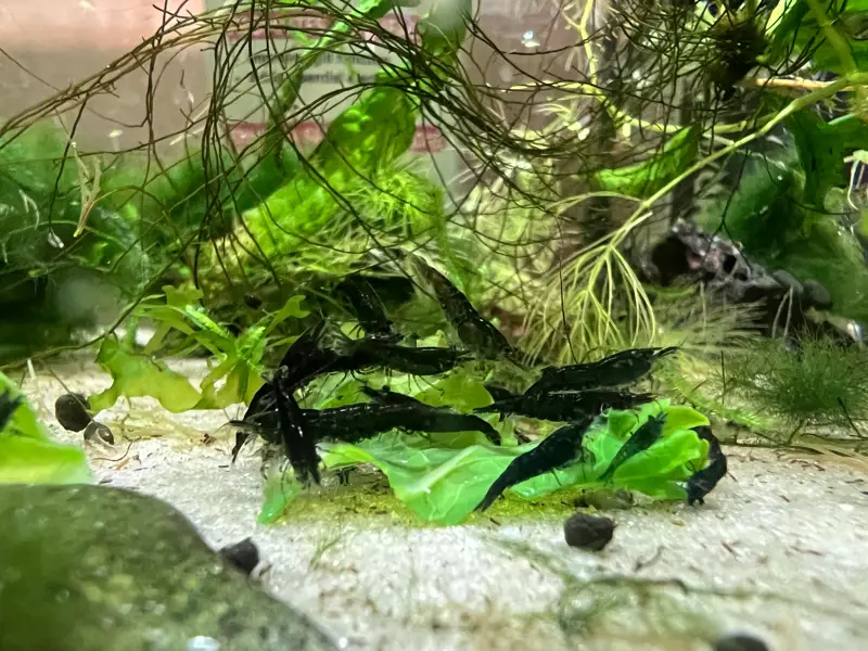 10 Green Jade Neocaridina Shrimp