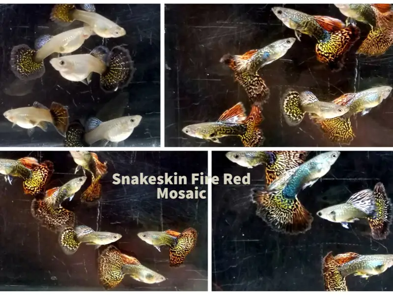12 pack Snakeskin Fire Red Moscaic guppies - Free Shipping
