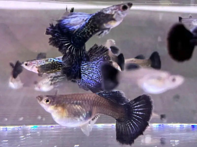 Blue Dragon Guppies - Young Adult Pairs