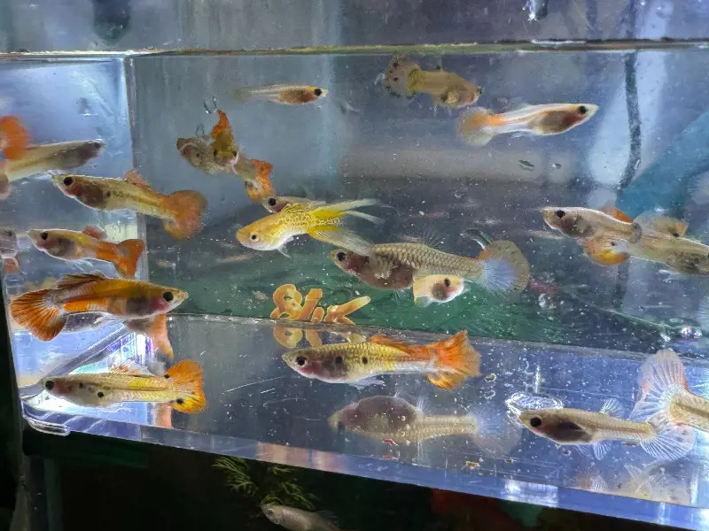 Special Mixed Variety Guppy Group of 20 or More Adults
