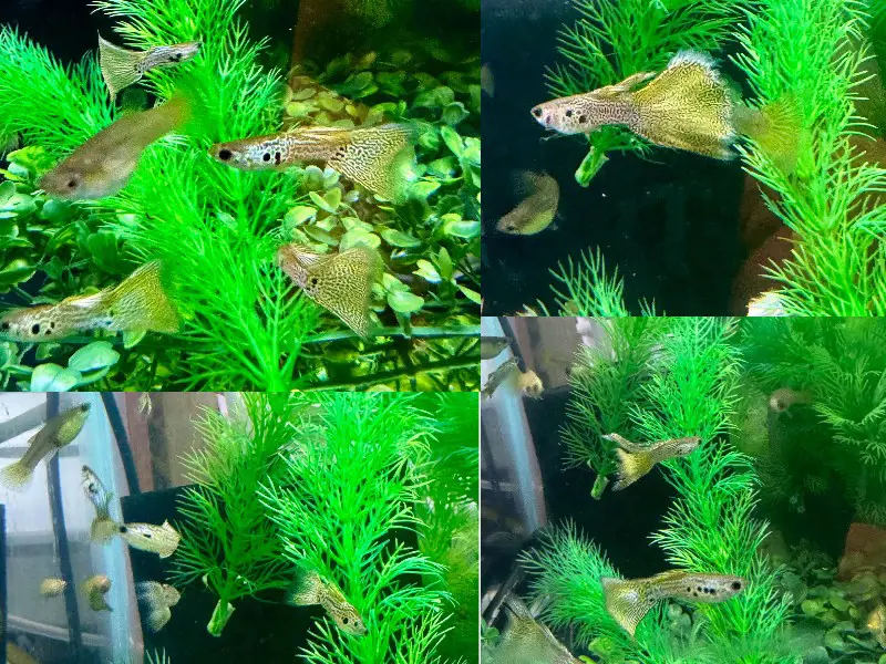 Special Mixed Variety Guppy Group of 20 or More Adults