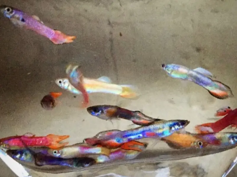 Rainbow MYSTERY fry pack qty. 10