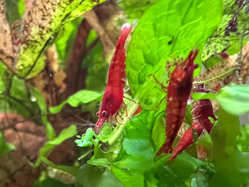 10 Bloody Mary Shrimp, Neocaridina Davidi, High Grade