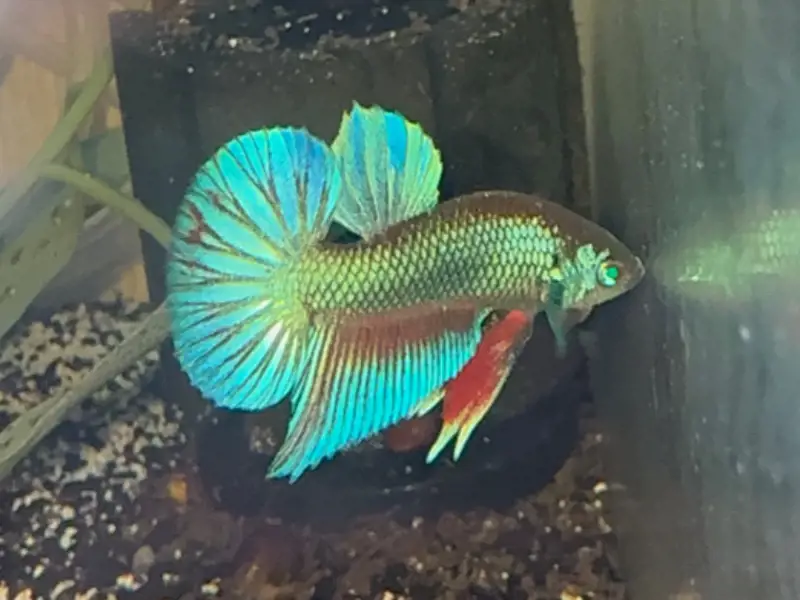 Male StormCore Hulk