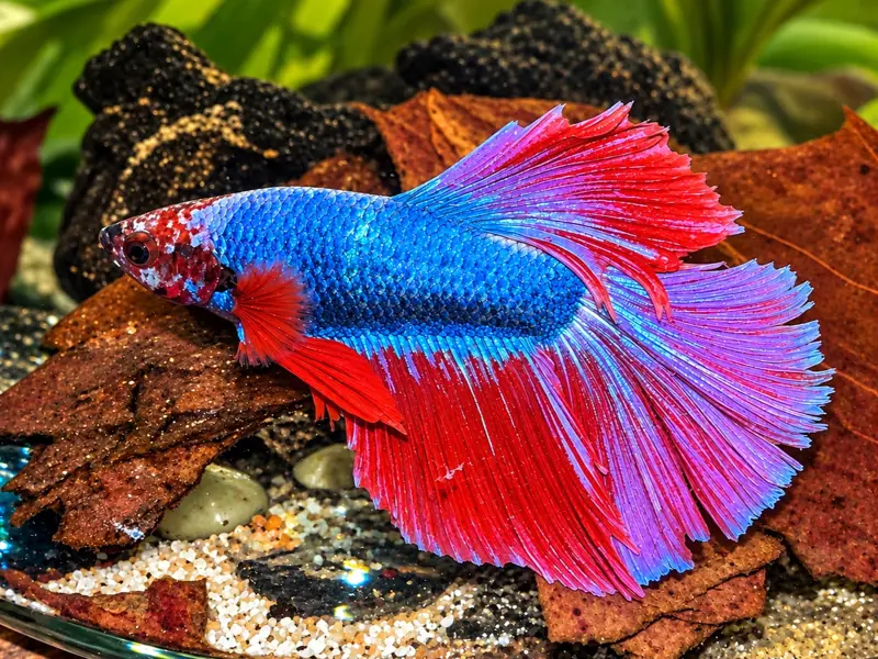 Male Rosetail Betta