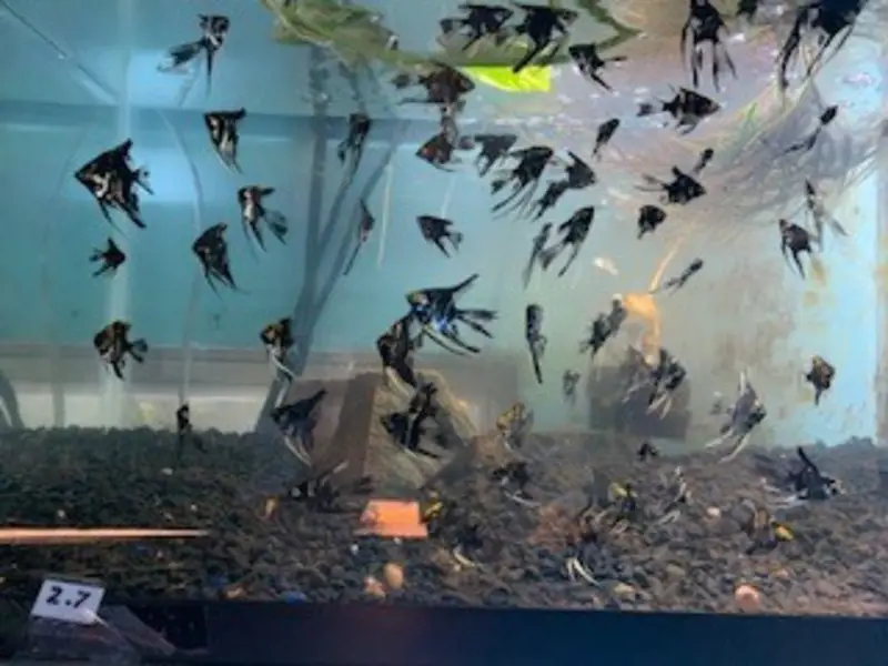 Assorted angel fish   nice nickel size    bag of 6 fish    (plus an extra)
