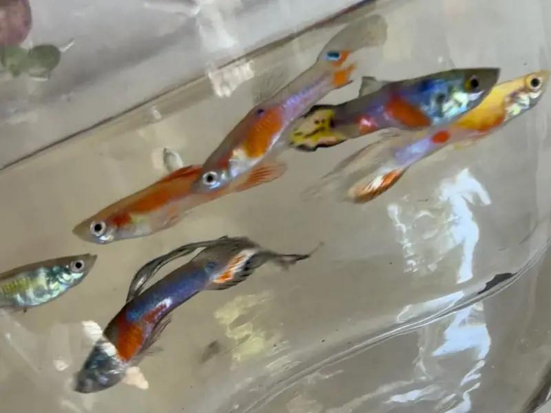MYSTERY Guppy MALE pack qty. 5